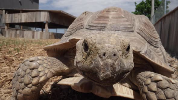 Spurred tortoise approaching camera and blinking alt