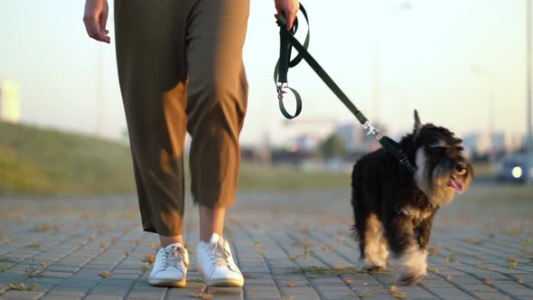 Woman's Legs and a Dog on a Leash Walk Along the Sidewalk Along the Roadway alt
