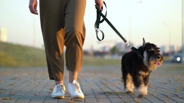 Woman's Legs and a Dog on a Leash Walk Along the Sidewalk Along the Roadway