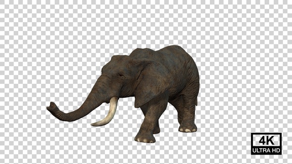 Elephant Walk Angle View alt