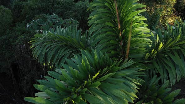 Close up view of the bright green large palm leaves of a palmtree  alt