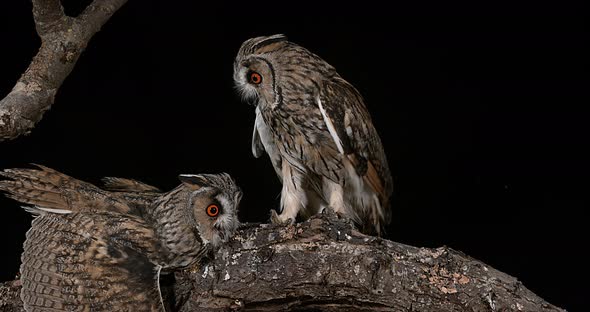 Long Eared Owl, asio otus, Adults, Pair, Normandy in France, Real Time 4K alt