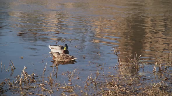 50 FPS Two Ducks Resting on a River Bank with Water Grass