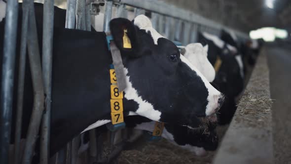 Cows Heads Chewing Hay From Cowshed Feedlot Close Up alt