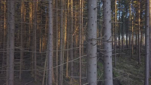 Aerial View of Forest