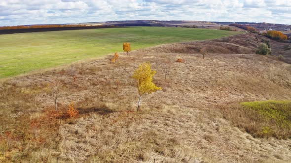 Aerial Photography Agro Village Tree Birch