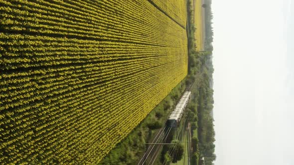 Vertical video of Train transit in Sunflowers Field alt
