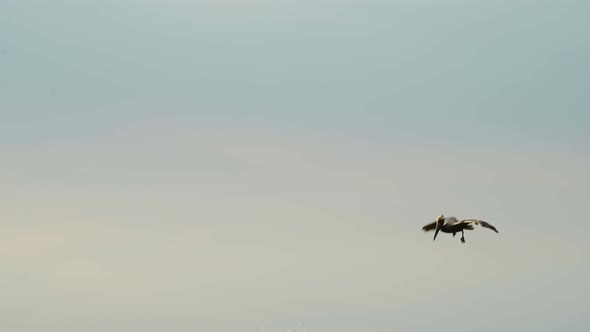 Costa Rica Birds and Wildlife, Brown Pelican (pelecanus occidentalis) Feeding Frenzy, Amazing Animal