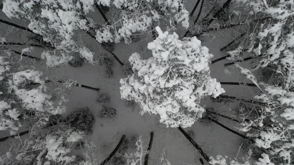 AERIAL: Top Shot of Slowly Flying Over Trees with Snow Covered Peaks