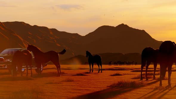 Wild Horses Grazing in the Sunset and Pickup Passing Through Them