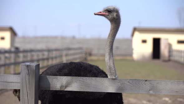 The African Ostrich Behind the Fence in the Aviary on the Farm Lay Down to Rest on the Grass