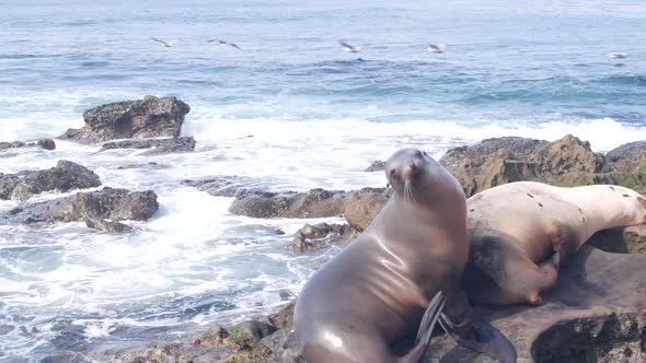 Seals Rookery Sea Lions Resting Rocky Ocean Beach California