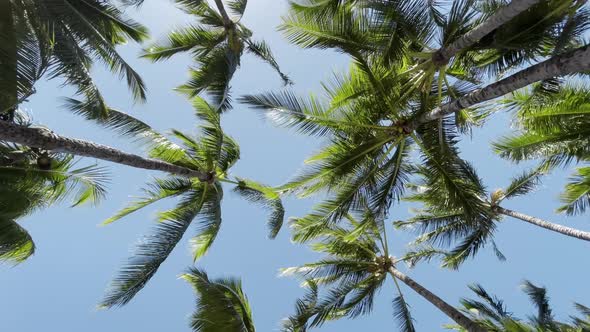 Circling Shot Of Palm Trees Against Bright Sun Sunshine Beach On Hawaii ...