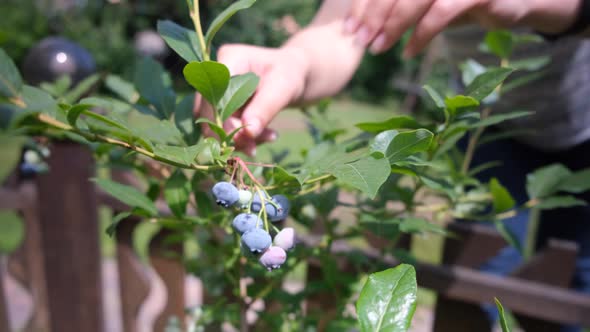 Female Hands Take Fresh and Ripe Organic Blueberries Grow in a Garden on a Summer Day alt