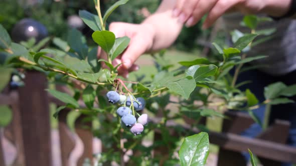 Female Hands Take Fresh and Ripe Organic Blueberries Grow in a Garden on a Summer Day