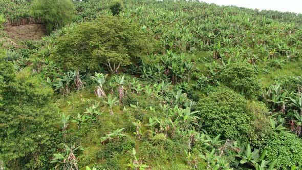 Banana plantations on the mountains of Colombia alt