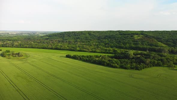 Aerial Survey of a Field of Young Wheat