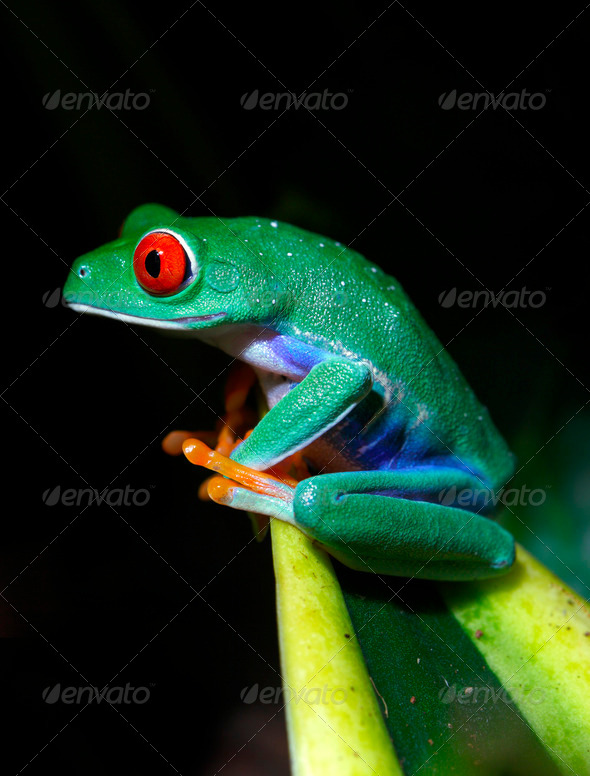Red-Eyed Tree Frog - Stock Photo - Images
