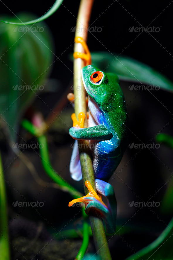 Red Eyed Tree Frog - Stock Photo - Images