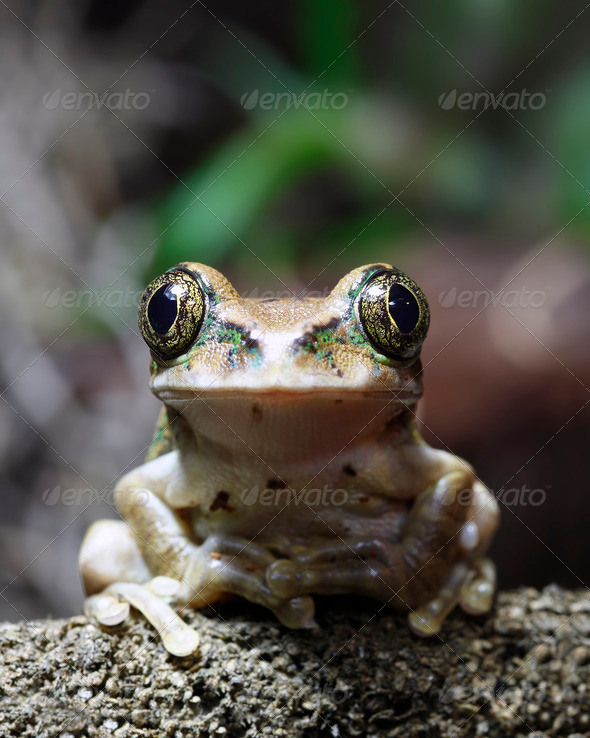 Peacock Tree Frog - Stock Photo - Images