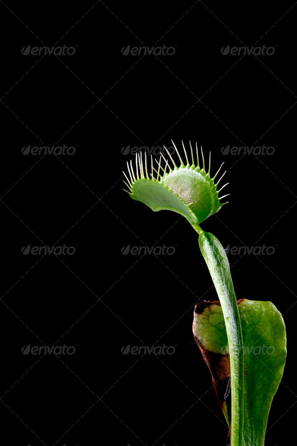 Venus Flytrap - Stock Photo - Images