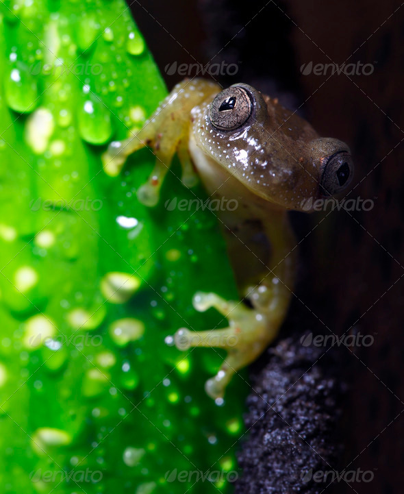 Reed Frog - Stock Photo - Images
