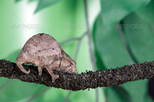 Pygmy Leaf Chameleon - Stock Photo - Images
