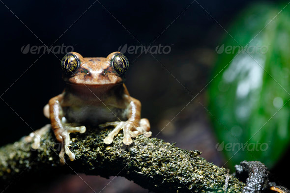 Peacock Frog - Stock Photo - Images