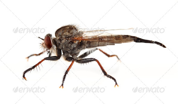 Robber Fly - Stock Photo - Images
