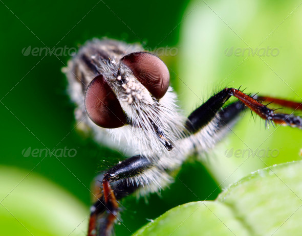 Robber Fly - Stock Photo - Images