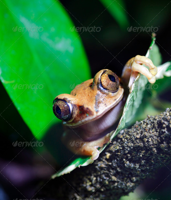 Peacock Tree Frog - Stock Photo - Images
