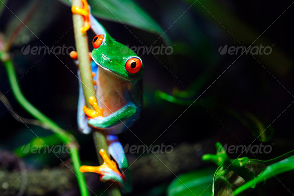 Red Eyed Tree Frog - Stock Photo - Images