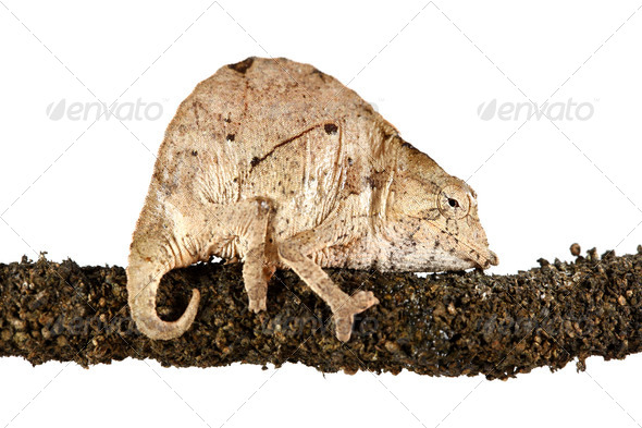 Pygmy Leaf Chameleon - Stock Photo - Images