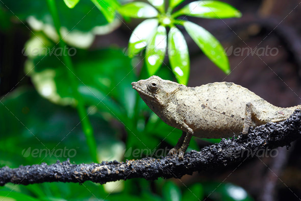 Pygmy Leaf Chameleon - Stock Photo - Images