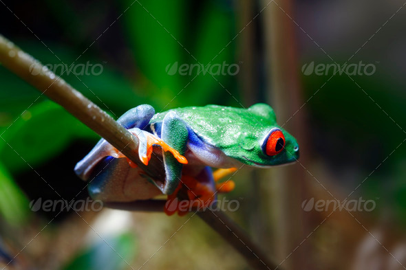 Red Eyed Tree Frog - Stock Photo - Images