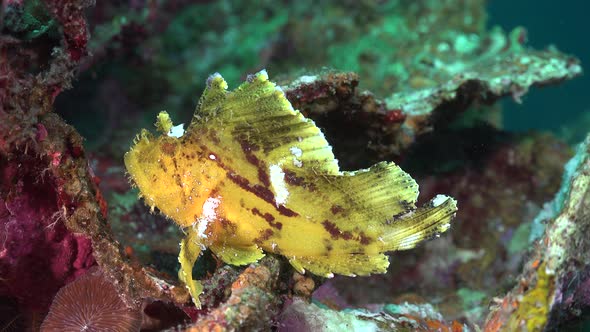 Yellow scorpion leaf fish sitting on coral reef in the Philippines alt