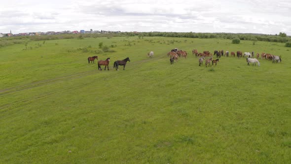 A Herd of Horses Graze in a Green Meadow Along the River