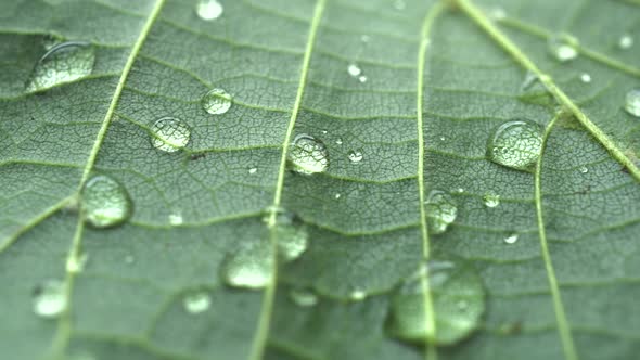 Macro Rotation Leaf Texture With Raindrops