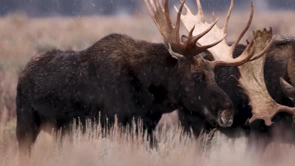 Moose in Snow in Grant Teton National Park