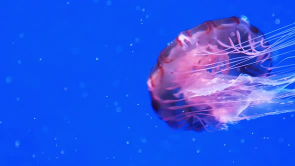 Jellyfish alt