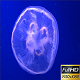 Jellyfish - VideoHive Item for Sale