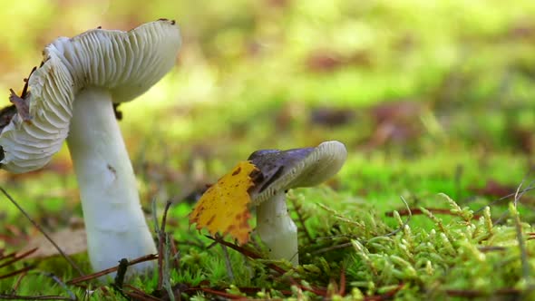 Mushrooms Russula Grows Among the Grass