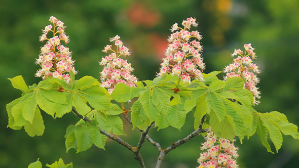 Blooming Chestnut 