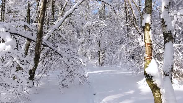 Snowy winter forest. Snow-covered branches of trees against blue sky. Span between village on drone 