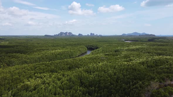 Aerial view of mangrove forest and the sea by drone