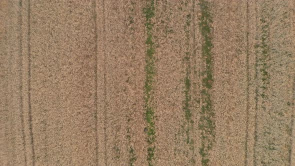 Endless agricultural rye field on summer day. alt