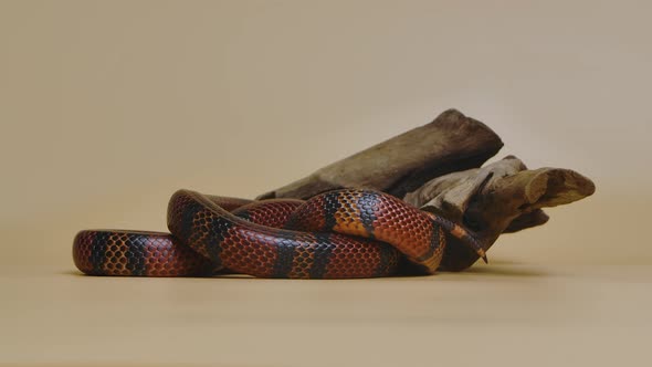Sinaloan Milk Snake Lampropeltis Triangulum Sinaloae Twisted Around Wooden Branch in Studio on a alt
