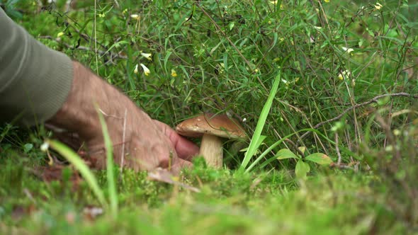 Human Hands Cut Off a Beautiful White Mushroom on Which an Ant Crawled. The Mushroom Grew Under the