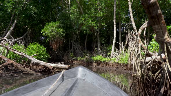 Virgin Mangrove Forest With Exotic Vegetation On River Banks