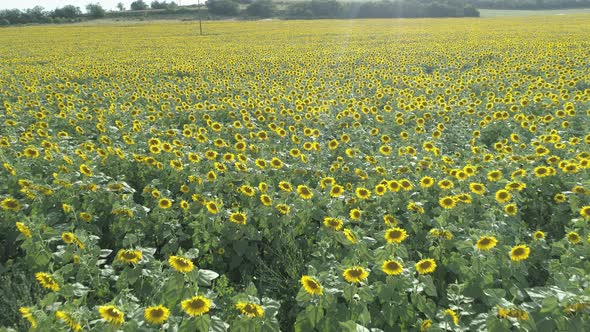 Drone Flying Above Endless Yellow Sunflower Field in Hot Summer Day alt